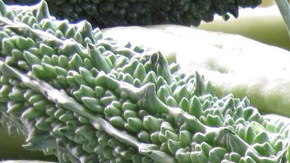 Melón amargo-pxhere