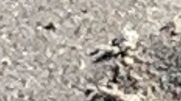 Imagen de la mina que encontró el residente de Florida y que pertenece a la Segunda Guerra Mundial.