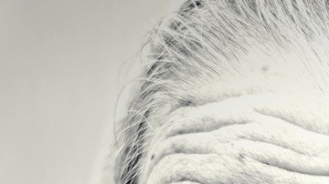 Crédito: Free-Photos/Pixabay