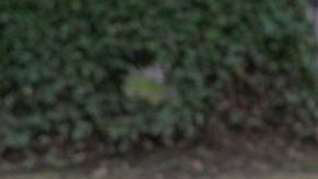 Ralph Johnson, de Sacramento, California, con su perro Cognac/ The Front Street Animal Shelter.