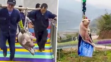 Un cerdo es arrojado al aire para promover atracción de parque temático /Weiboo - Youtube.