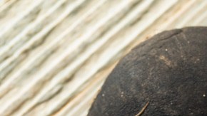 Los rábanos son usados por la medicina tradicional y sus beneficios han sido comprobados en laboratorio. Foto: bhofack2/Canva