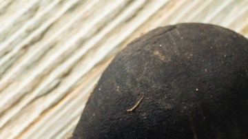 Los rábanos son usados por la medicina tradicional y sus beneficios han sido comprobados en laboratorio. Foto: bhofack2/Canva