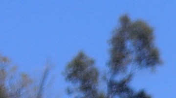 Los refuerzos de Pumas para el Clausura 2020.