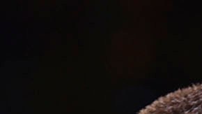 El mexicano y el irlandés le dieron prioridad al entretenimiento sobre el entrenamiento y fueron derrotados en sus últimos combates.