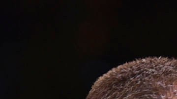 El mexicano y el irlandés le dieron prioridad al entretenimiento sobre el entrenamiento y fueron derrotados en sus últimos combates.