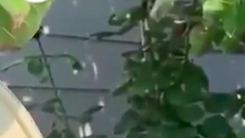 La urraca ya hace el sonido de las alarmas.