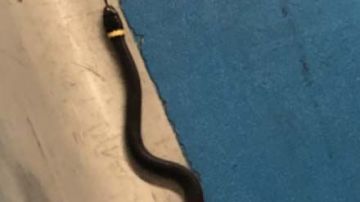 Un niño vio al reptil negro en el piso del puesto de control del aeropuerto de Newark,