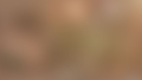 El reptil era una serpiente rata inofensiva y fue devuelta a los Everglades.