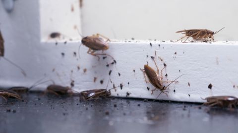 Cucarachas en el hogar, Shutterstock