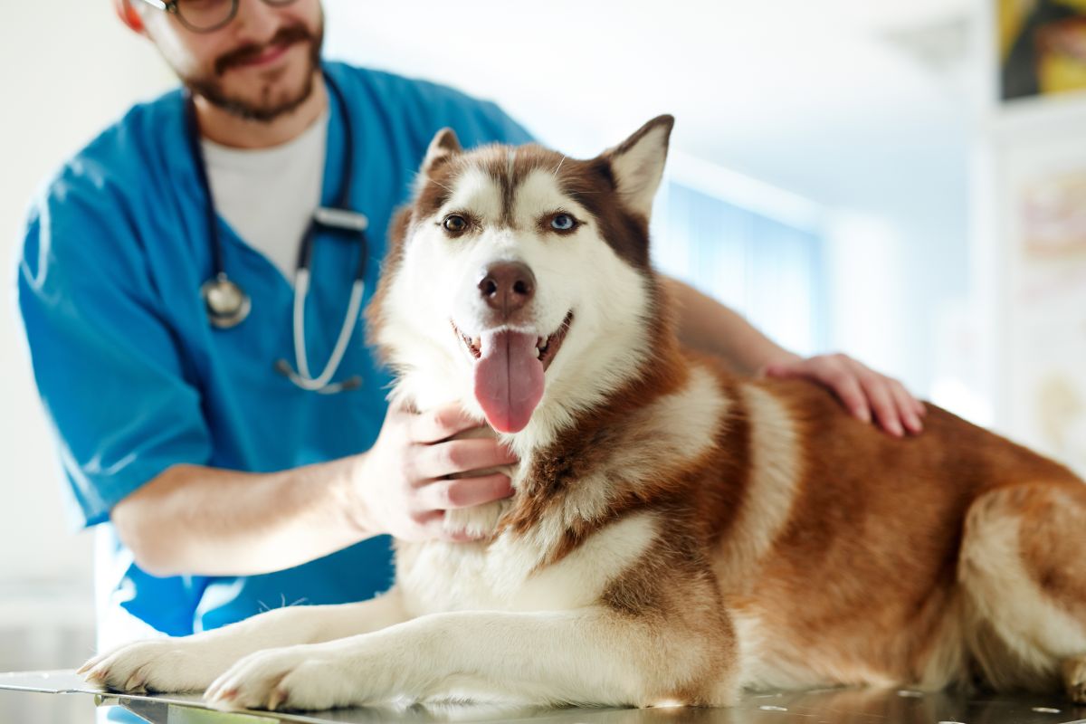 Estas son las vacunas obligatorias para perros