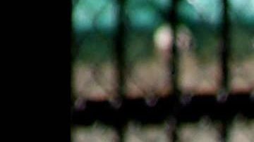 Steve Irwin, "Cazador de cocodrilos"