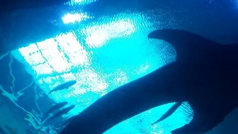 Pesca de tiburones.