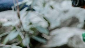 Tips para viajar con tu mascota / Crédito: Fotógrafo Patrick Hendry vía Unsplash