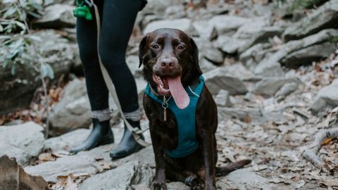 Tips para viajar con tu mascota / Crédito: Fotógrafo Patrick Hendry vía Unsplash