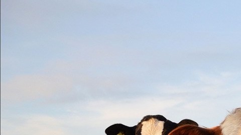 Vacas-ganado-Pxhere