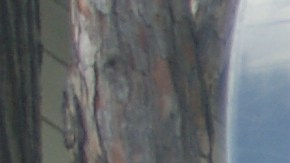 Voluntarios en la casa vacía en Oakland ocupada por madres que, luego, fueron desalojadas. (Fernando A. Torres / La Opinión de la Bahía)