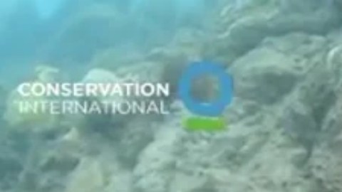Captura del video que muestra un tiburón que camina.