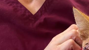 El gato se recupera de la herida de una flecha.