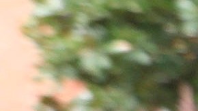 Los integrantes del Ludogorets llegaron a Milán con guantes y máscaras.