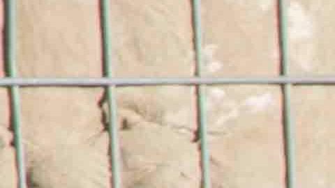 Soldados de EEUU junto a militares de Afganistán durante un ejercicio.