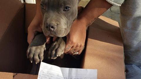 El perro tiene fracturada la cola.