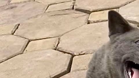 Dúi en español quiere decir Mapache.