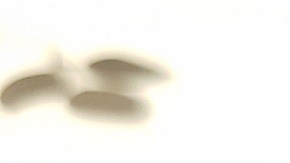 Crédito: Juhi King /Pixabay