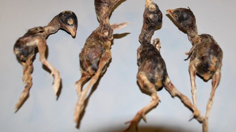 aves muertas