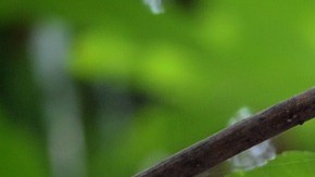 Bugambilia-Yunuen Vázquez C en Pixabay