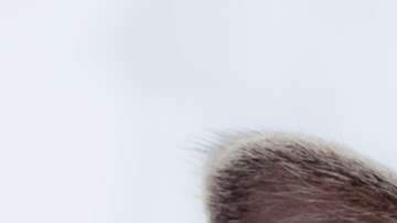 El gato de un presidente de EEUU es el inspirador de esta fecha.