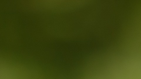 Un labrador que salvó la vida de su ama fue clonado.