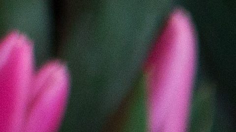 Purifica el ambiente con esta receta de agua de flores.