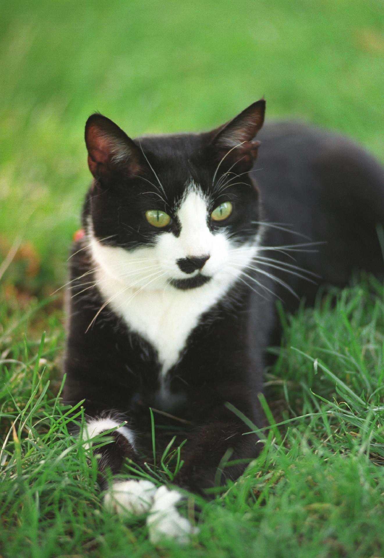 Día del Gato: fechas y razones por las que se celebra a ...