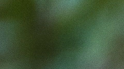 Orangután. Imagen ilustrativa.