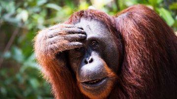 Orangután. Imagen ilustrativa.