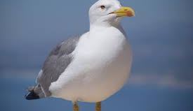 Gaviota.
