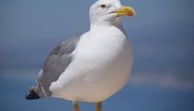 Gaviota.