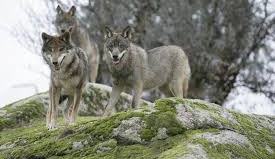 Los lobos, por lo general, no atacan al ser humano.