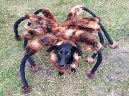 El animal disfrazado de araña gigante es muy popular en YouTube.