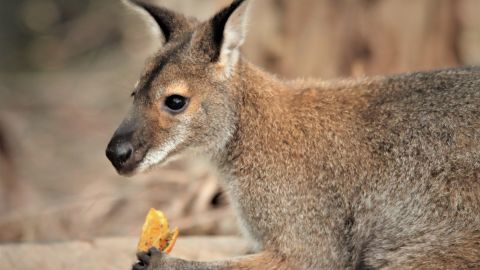 Un canguro comiendo una naranja.