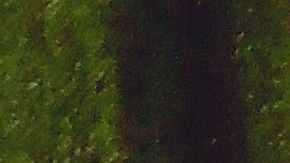 Los gatos se relajan escuchando música hecha para ellos.