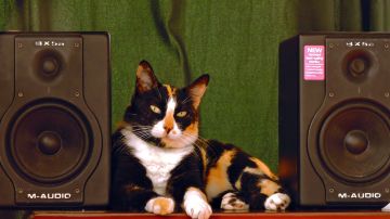 Los gatos se relajan escuchando música hecha para ellos.