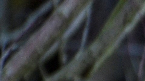 El coyote fue visto en el patio trasero de la casa de un vecino.