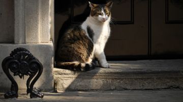 Los Fontana suelen cuidar a los gatitos con varias necesidades médicas.