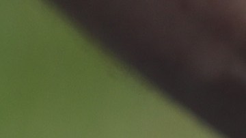 La serpiente arcoiris no es venenosa y es inofensiva.