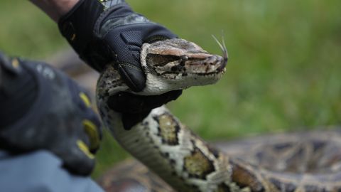 La serpiente arcoiris no es venenosa y es inofensiva.