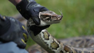 La serpiente arcoiris no es venenosa y es inofensiva.