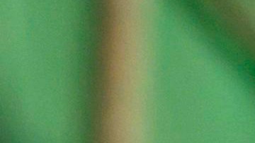 Hasta el momento, no se ha comprobado que los perros transmitan la enfermedad.