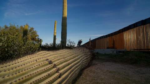 Saguaros cortados